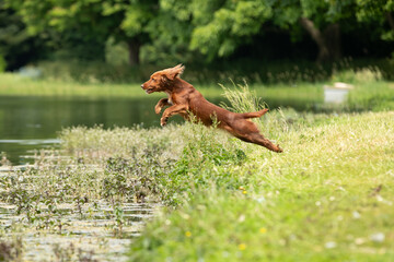 Gundog training around water