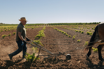Middle aged male farmer plowing field near horse in vineyard
