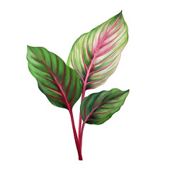 Pink caladium. Green palm leaf. Tropical plants. Watercolor botany.