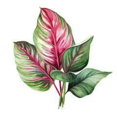 Pink caladium. Green palm leaf. Tropical plants. Watercolor botany. - 636223756