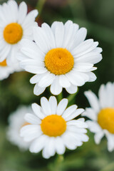 Obraz premium springtime flowers