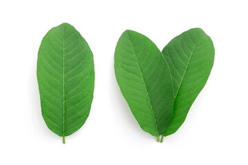 Fresh guava leaf collection isolated on white background , top view , flat lay.