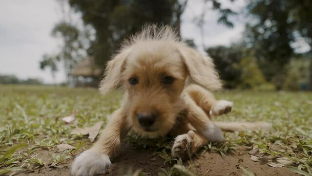 Poogle Dog Pet Sitting On Grass At The Local Village Near Ecuador Amazon. Close-up