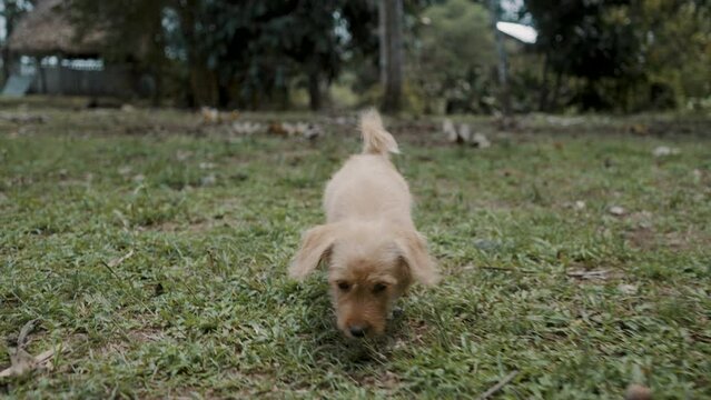 Puppy Pet Dog Walking On The Green Grass Ground In Rural Village In Ecuador. Handheld