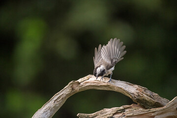 black capped chickadee ready to fly