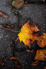 Fall maple leaf on a ground. Yellow and brown wet autumn leaves on pavement stones.