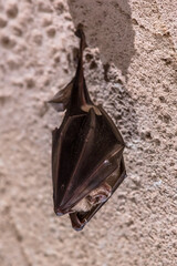 Fototapeta na wymiar Greater horseshoe bat hanging folded