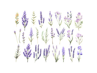 Set of tender watercolor lavender flower elements isolated on white background