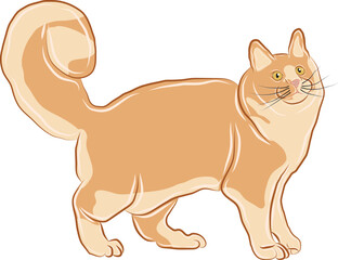 A vector or illustration of an orange cat showing a standing posture.