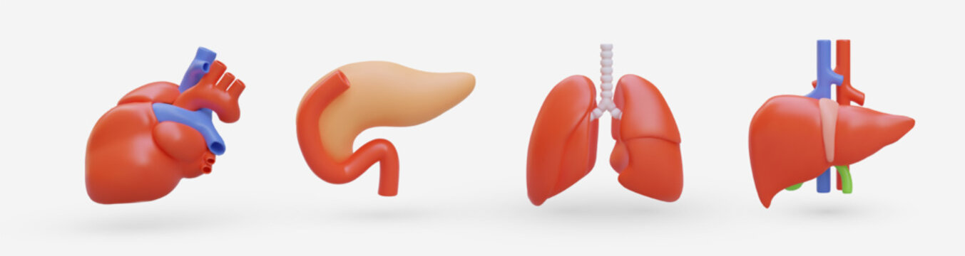 Set of realistic human internal organs. 3D heart, stomach, lungs, liver. Illustrations for medical website, application, training manuals. Color icons