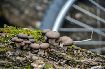Green moss and oyster mushroom on the bark of a tree against the background of a bicycle wheel