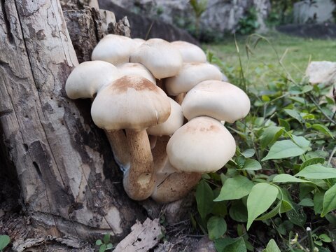 Mushrooms growing on dry stumps, rainy season mushrooms, Thailand