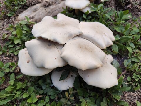 Mushrooms growing on dry stumps, rainy season mushrooms, Thailand