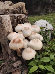 Mushrooms growing on dry stumps, rainy season mushrooms, Thailand