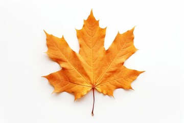 maple leaf, iconic symbol of canada, floating gently in white space, Generative AI