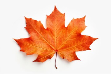 Obraz premium maple leaf, iconic symbol of canada, floating gently in white space, Generative AI