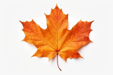 Naklejka na ściany i meble maple leaf, iconic symbol of canada, floating gently in white space, Generative AI
