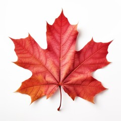 maple leaf, iconic symbol of canada, floating gently in white space, Generative AI