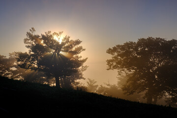 朝日と木々