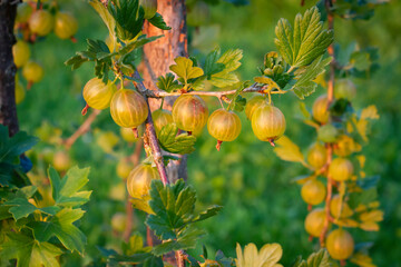 Gooseberry   Agrest © Adrian White