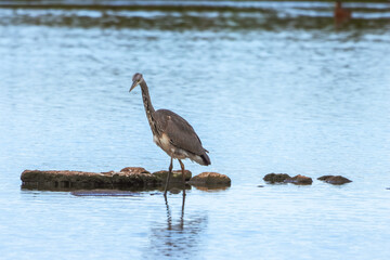 A beautiful animal portrait of a Grey Heron standing in a lake