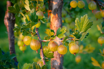 Gooseberry   Agrest © Adrian White