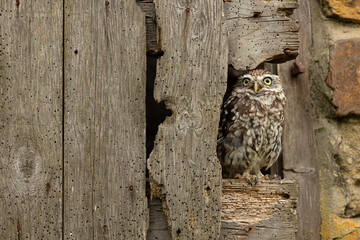 Little Owl.  Scientific name: Athene Noctua.  Close up of a Little owl, facing front and perched inside an old wooden farm gate riddled with woodworm. Little Owl refers to the species and not the size