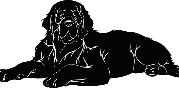 Newfoundland dog - Lying dog vector stock isolated illustration on white background.