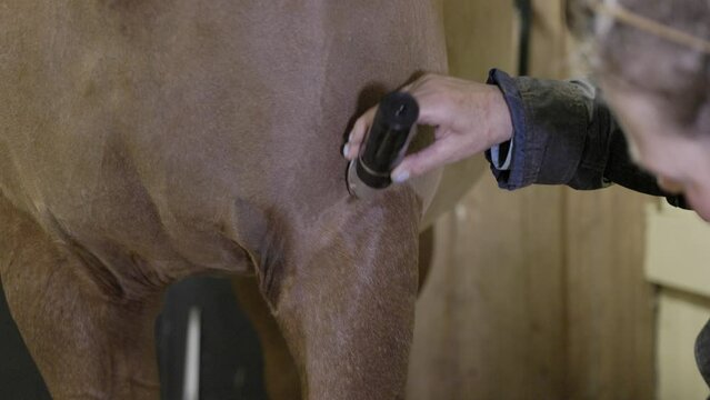 A close up of a Caucasian female groom carefully shaving the hair of a horse&rsquo;s leg with clippers