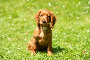 Golden Working Cocker Spaniel Puppy