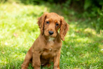 Golden Working Cocker Spaniel Puppy