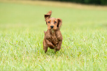 Golden Working Cocker Spaniel Puppy