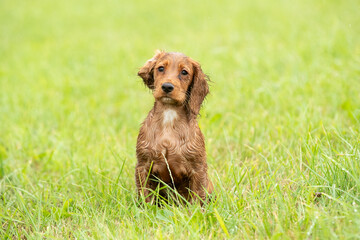 Obraz premium Golden Working Cocker Spaniel Puppy