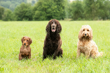 Fototapeta premium Golden Working Cocker Spaniel Puppy