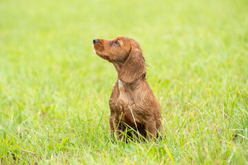 Golden Working Cocker Spaniel Puppy