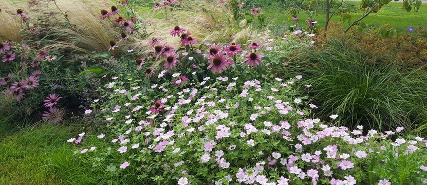Sommer Blumenbeet mit rotem Echinacea purpurea, Stipa und rosa Geranium 
Stauden f&uuml;r sonnige und trockene Bereiche im Garten