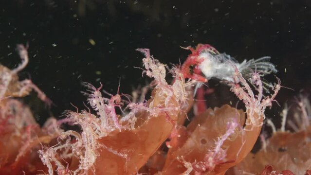 Colony of skeleton shrimps Caprella sp. attached to algae, order Amphipoda. Omnivorous, feeding on diatoms, detritus, protozoans, and crustacean larvae. White sea