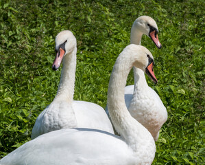 Obraz premium Three swans together resting on the river bank