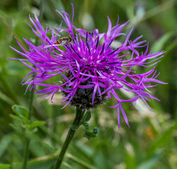 A Knapweed flower with a Hover fly and small beetles