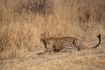 leopard in a tree waiting for prey Africa Kenya