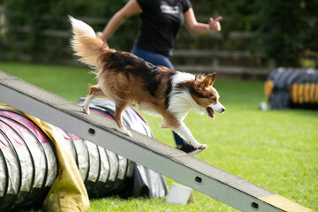 Dog doing Dog agility