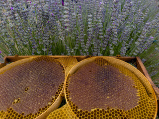 Original lavender honey from the Mediterranean region