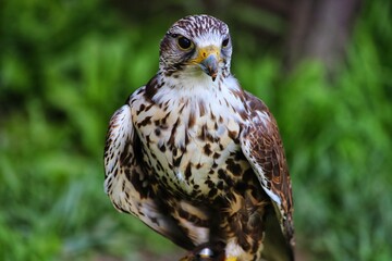 Close up of an adult Common Buzzard. Scientific name Buteo Buteo.