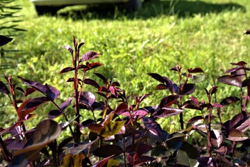 Obraz na płótnie Canvas purple and green plants in a garden