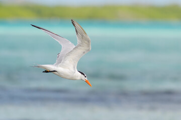 Fototapeta na wymiar Royal tern (Thalasseus maxima) flying over colorful ocean, Bonaire, Dutch Caribbean.
