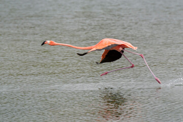 American or Caribbean flamingo (Phoenicopterus ruber) running in water for fly off, lake Goto, Bonaire, Dutch Caribbean.