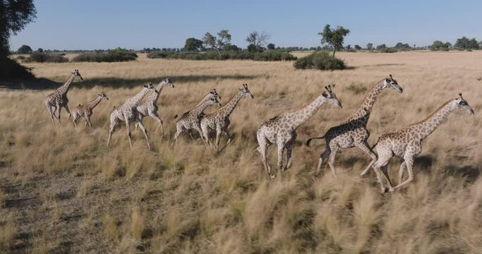 Spectacular aerial. Herd of giraffe running across the grassy plains of the Okavango Delta