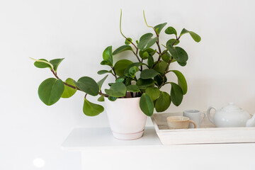 Peperomia (P. magnoliifolia) pot plant, also known as the Radiator Plant and Desert Privet Plant,...