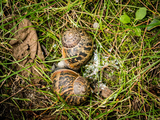 Schneckenliebe
