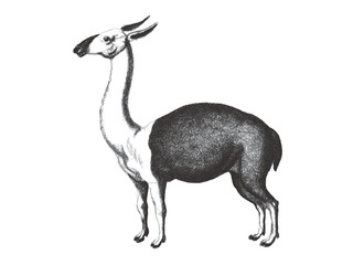 Guanaco (Lama glama). Doodle sketch. Vintage vector illustration.
